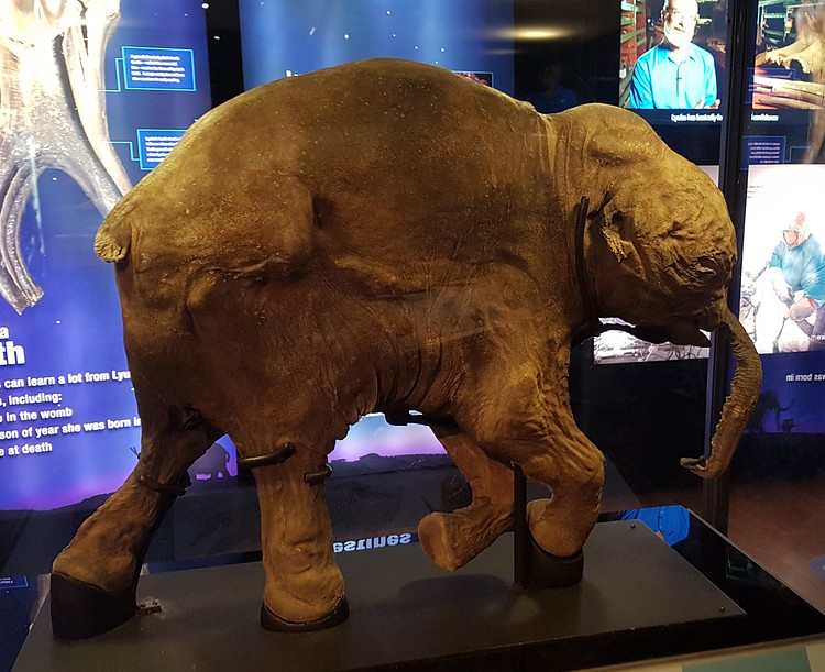 Mammoth Calf Lyuba